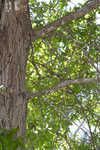 Darlington oak 